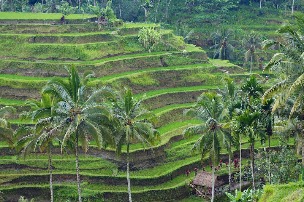 COORDINATES ENVY: BALI, 8.3405° S, 11.0920° E